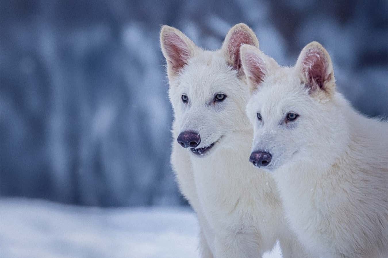 This Bread Pudding Will Give You All the Fall Feels
